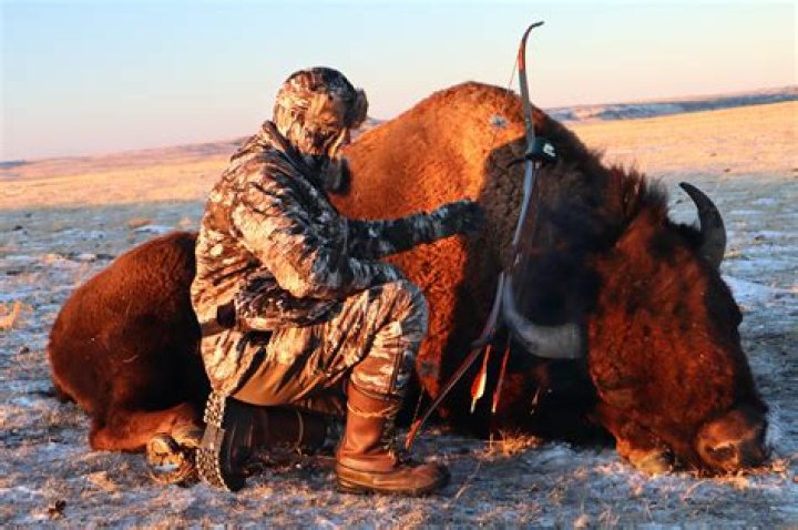 How much does it cost to hunt a buffalo?