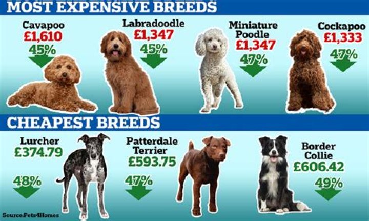 How much does Lucky Dog Cost?
