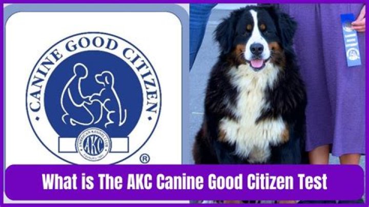 How much does the Canine Good Citizen test cost?