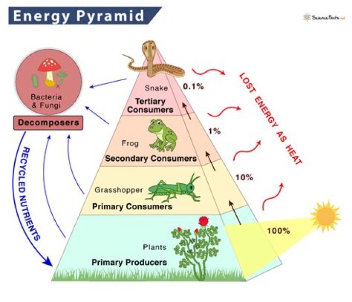 How much energy do proteins produce?