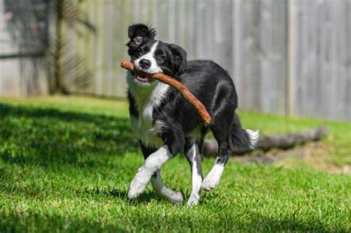 How much exercise does a 1 year old border collie need?