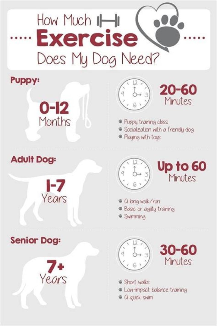 How much exercise does a 7 week old puppy need?