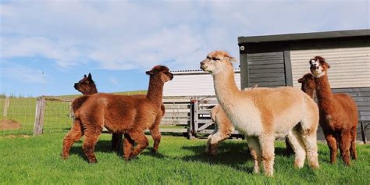 How much fiber does an alpaca produce?