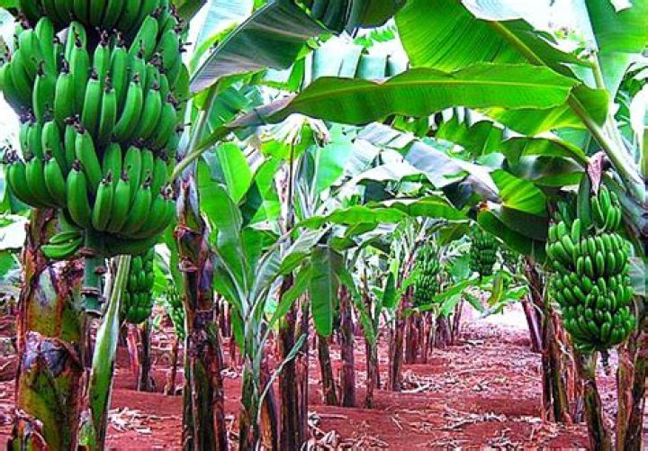How much is a banana in Uganda?