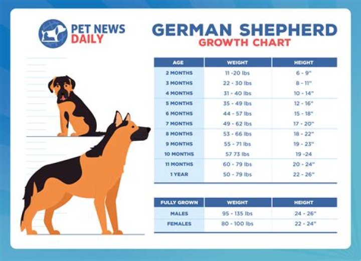 How much is a German Shepherd pedigree?
