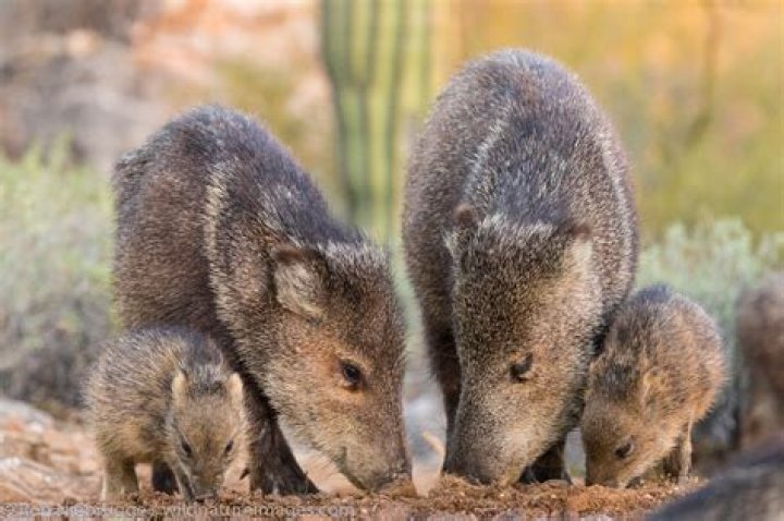 How much is a javelina tag in Arizona?