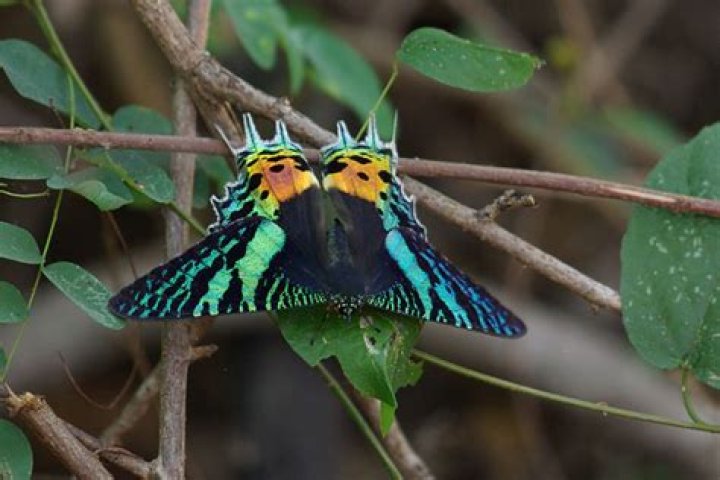 How much is a Madagascan Sunset Moth worth?