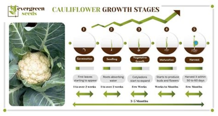 How much is cauliflower?
