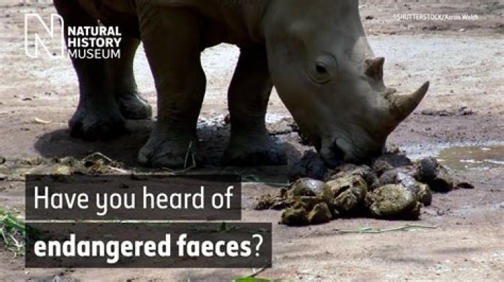 How much is rhino poop?