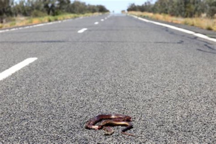 How much is roadkill in Australia?