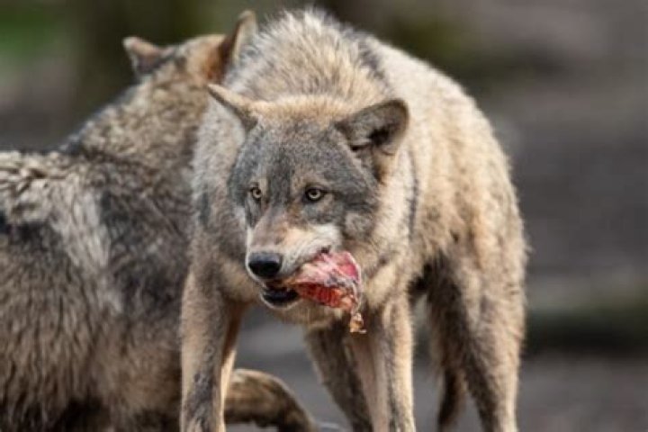 How much meat do wolves eat a day?