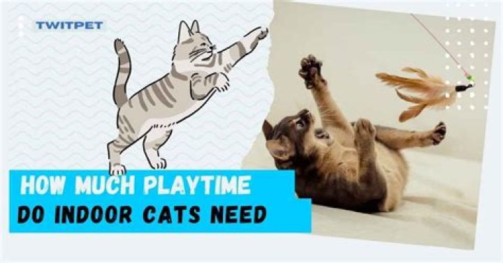How much playtime does an indoor cat need?