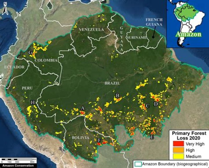 How much rainforest is left in Madagascar?