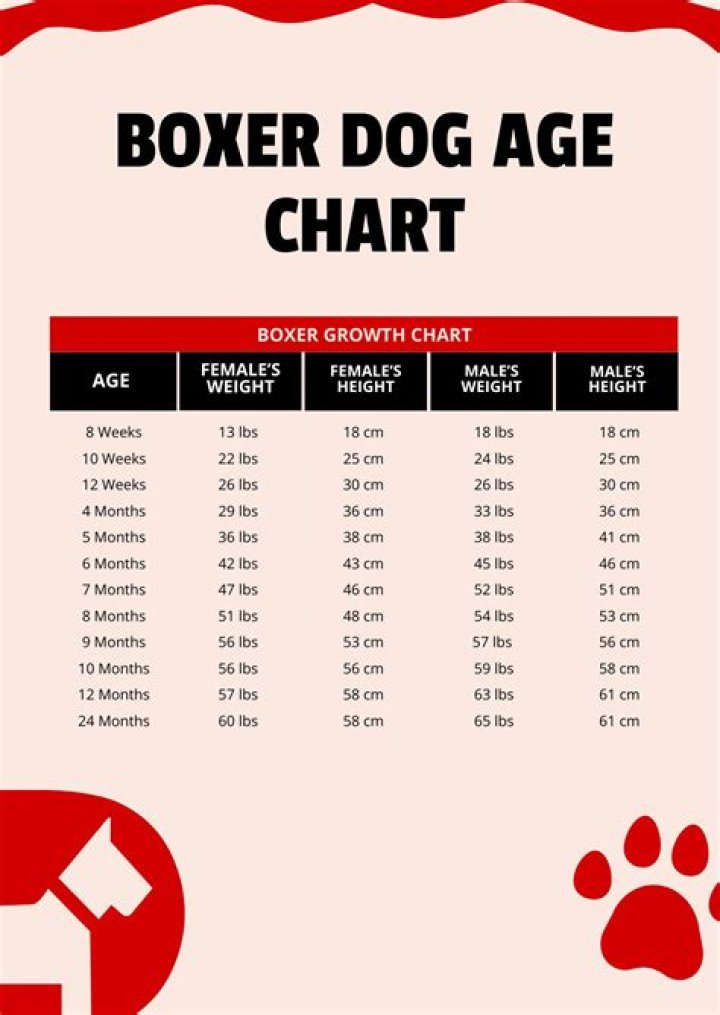 How much should a 1 year old boxer weigh?
