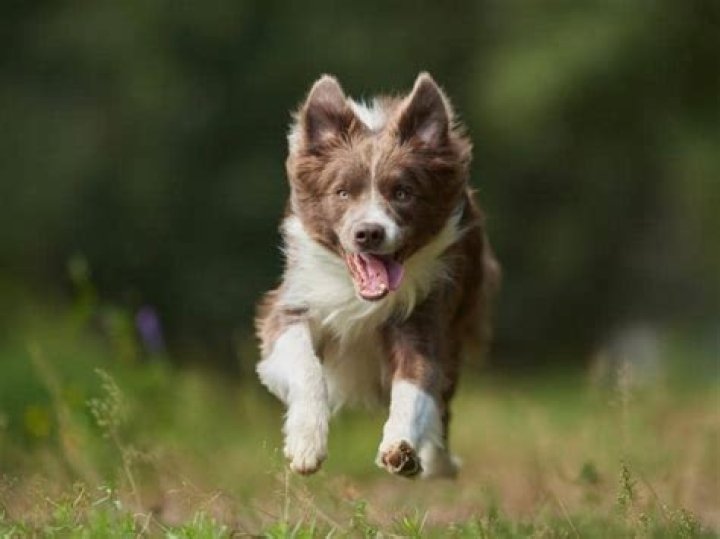 How much should a 9 week old Border Collie puppy eat?