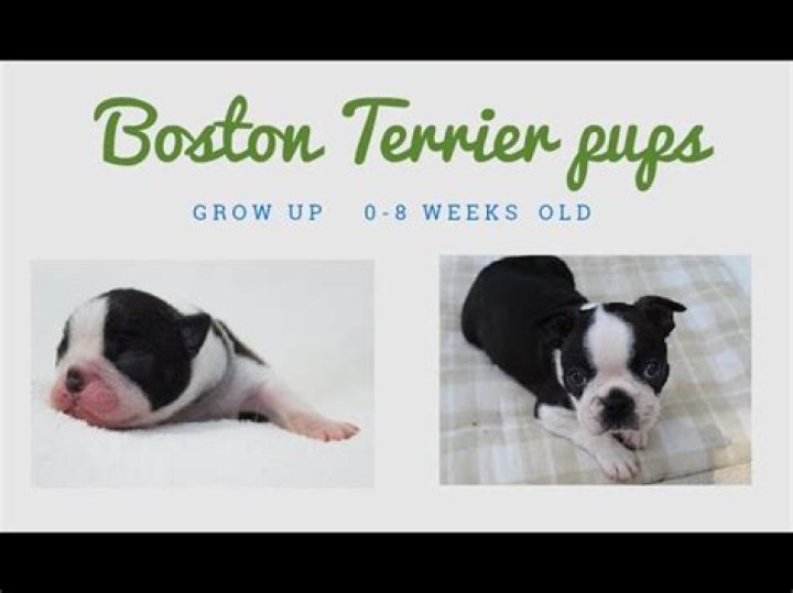 How much should an 8 week old Boston Terrier eat?