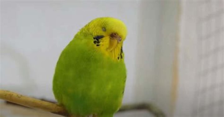 How much sleep does a budgie need?