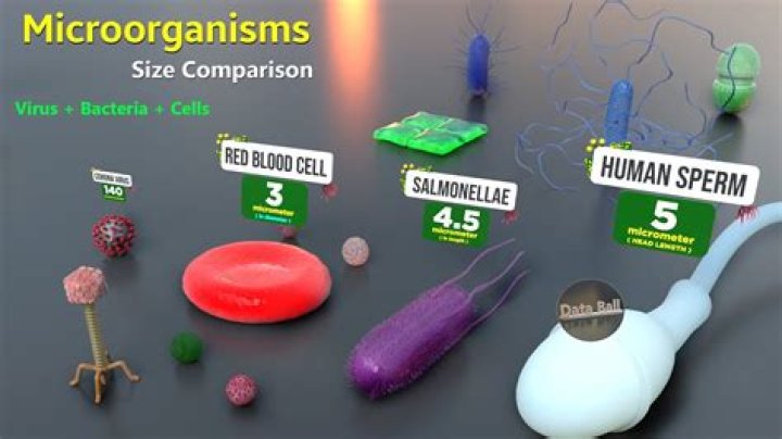 How much smaller is a bacteria than a human?