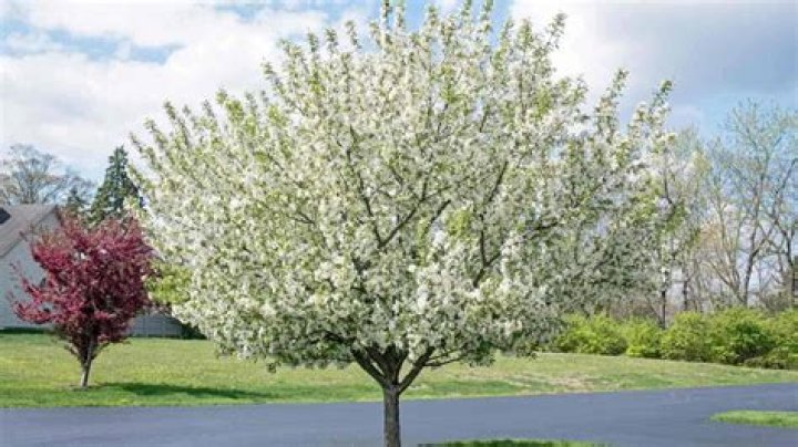 How much space does a crabapple tree need?