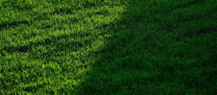 How much sun does TifTuf Bermuda need?