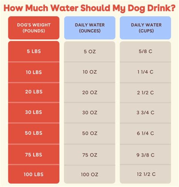 How much water should a standard poodle drink a day?