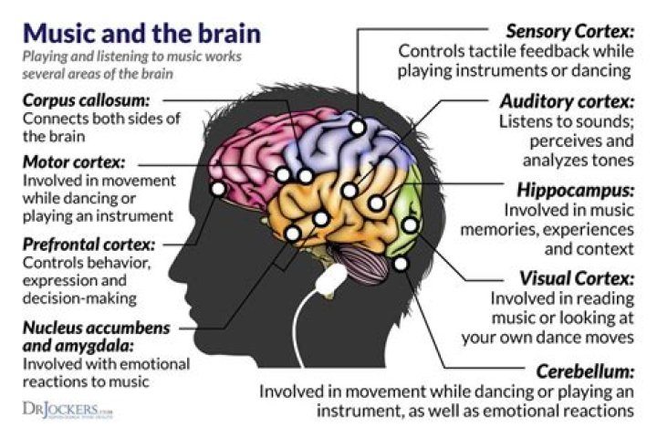 How music helps the brain develop?