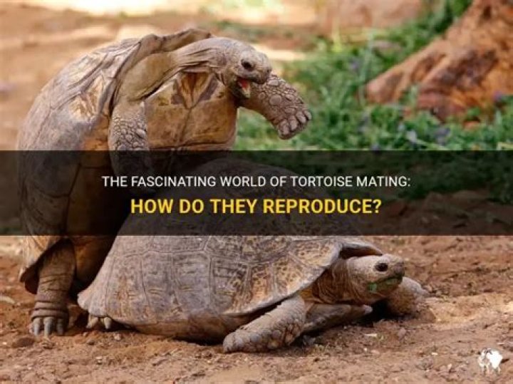 How often do Galapagos tortoises mate?