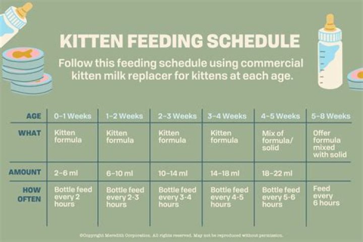 How often should 4 month old kittens eat?