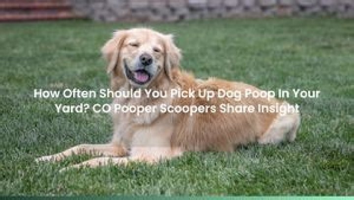 How often should you pick up dog poop in your yard?