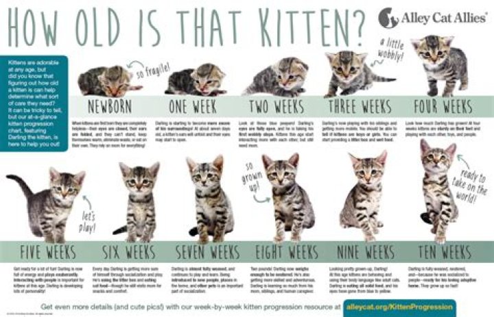 How old are cats when they can have kittens?