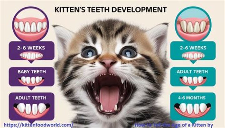 How old does a kitten have to be to get desexed?