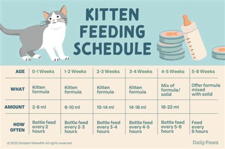 How old is a kitten when it still has an umbilical cord?