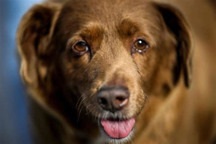 How old is the oldest dog in the world?