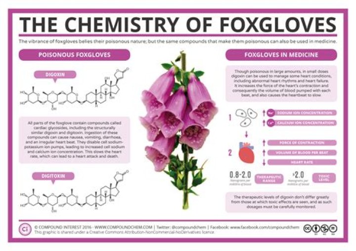 How poisonous are foxgloves?