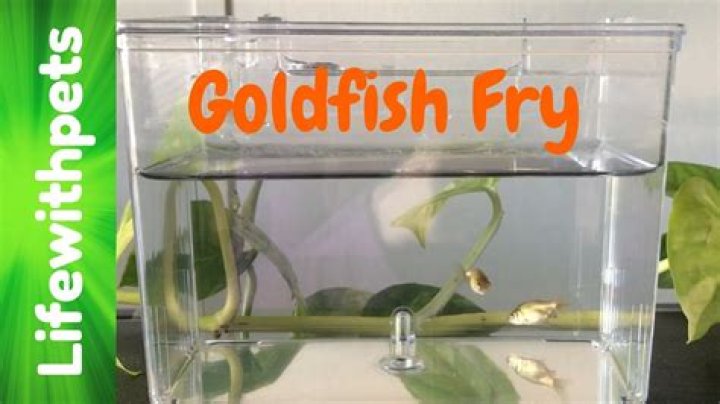 How quickly do goldfish fry grow?