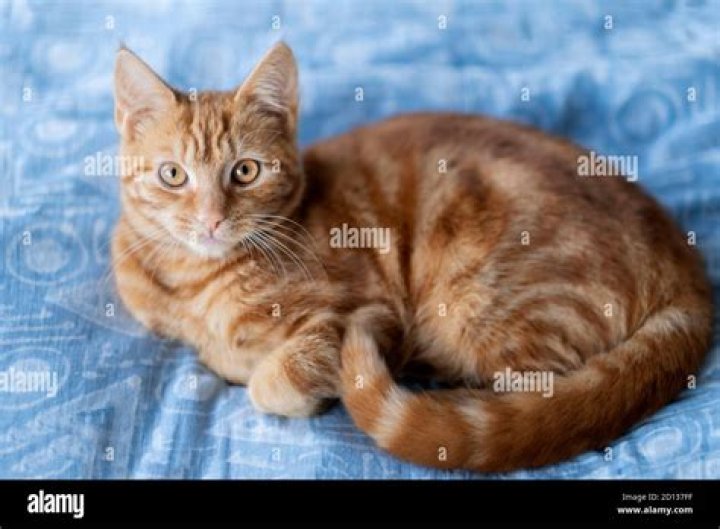 How rare is a female tabby cat?