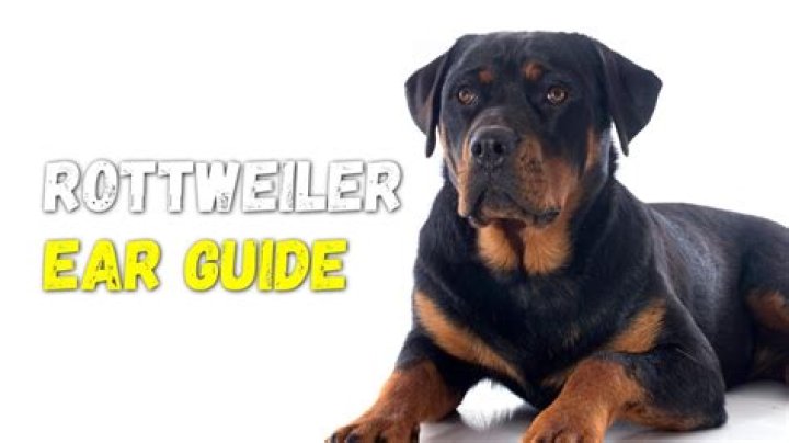 How should Rottweilers ears look?