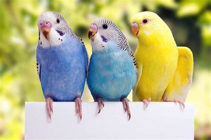 How smart is a budgie?