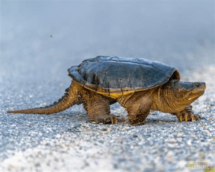 How tall is a Tortle?