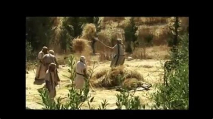 How was thresh wheat used in Bible times?