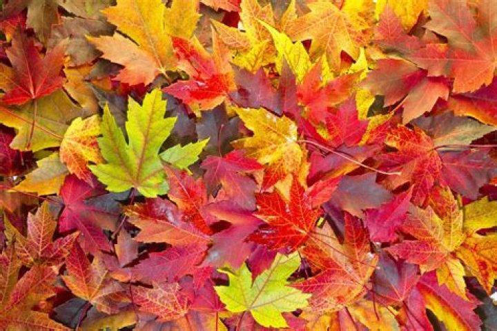 In which season do we see leaves falling?
