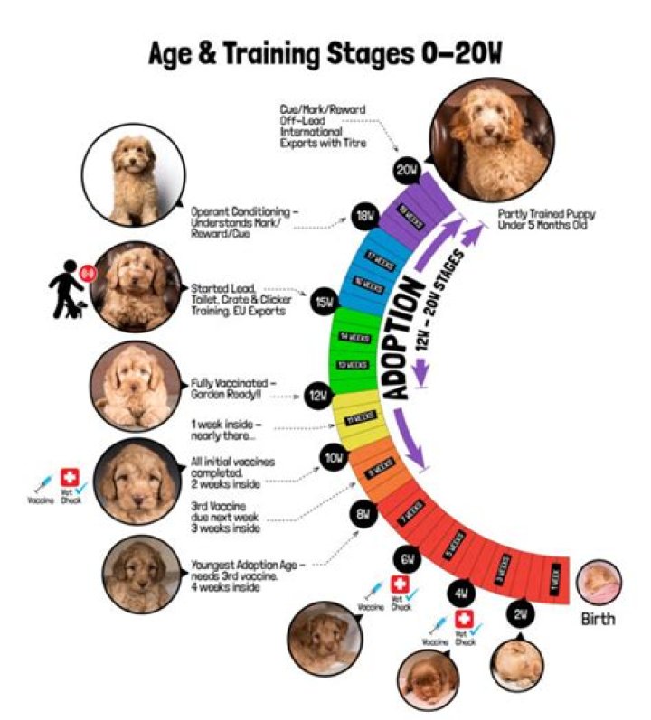 Is 8 months too old to train a dog?