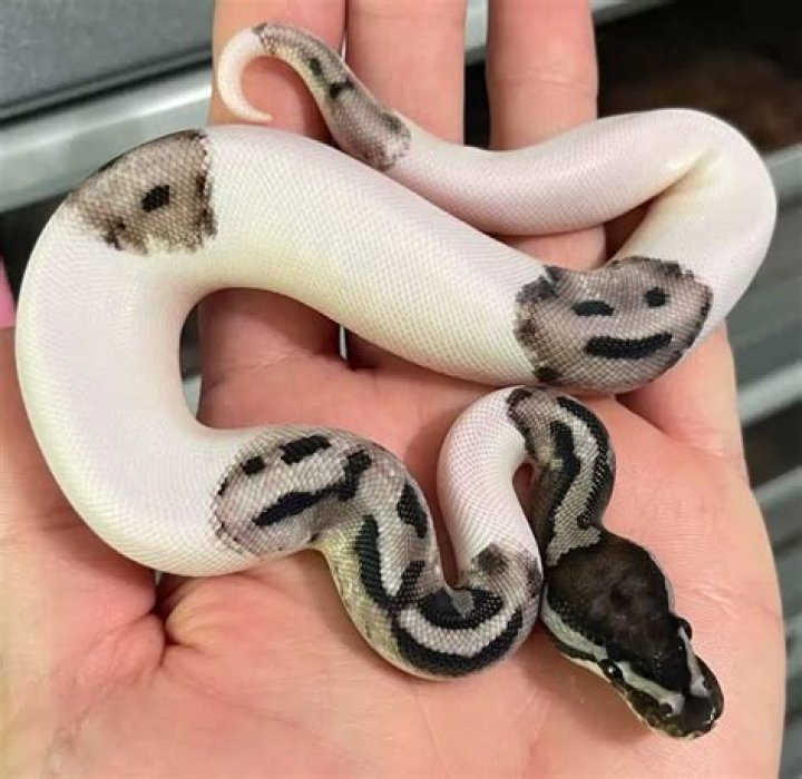 Is a ball python a good pet?