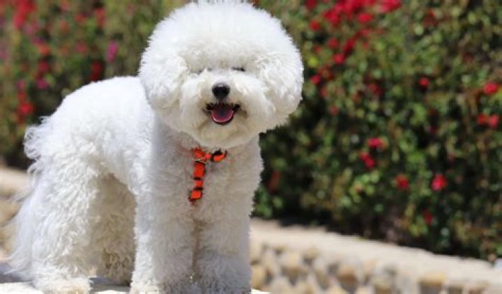 Is a Bichon Frise a good first dog?