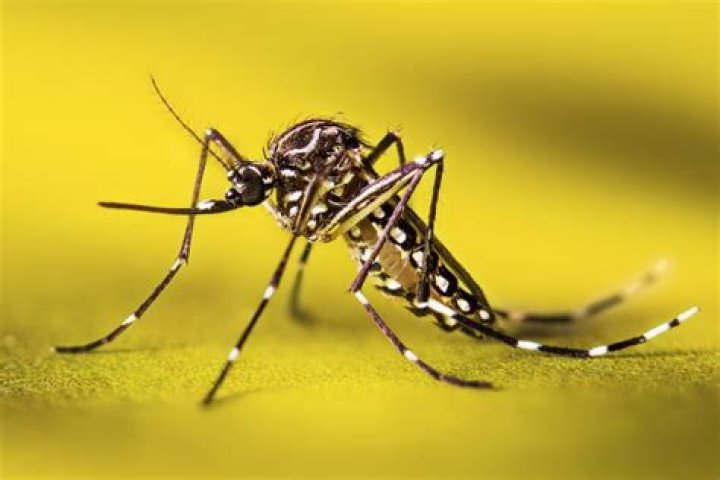 Is a black and white mosquito dangerous?