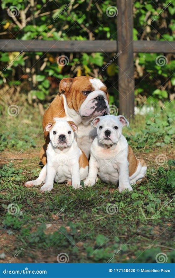 Is a British bulldog a good family pet?