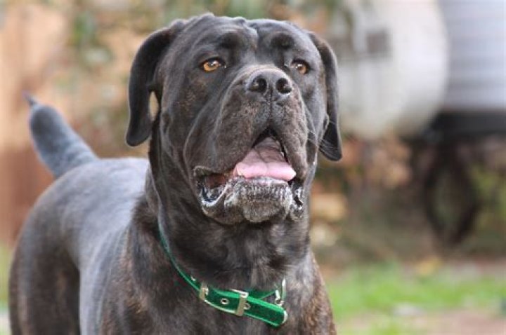 Is a Cane Corso an Italian mastiff?