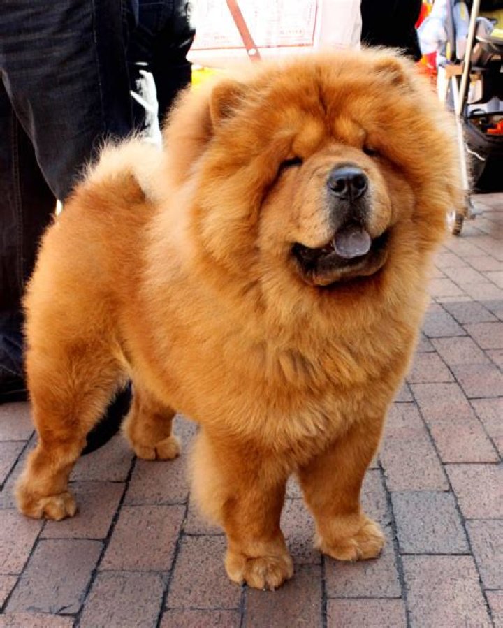 Is a Chow Chow A Chinese dog?