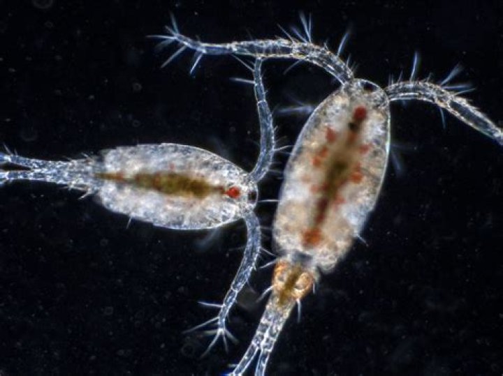 Is a copepod a phytoplankton?