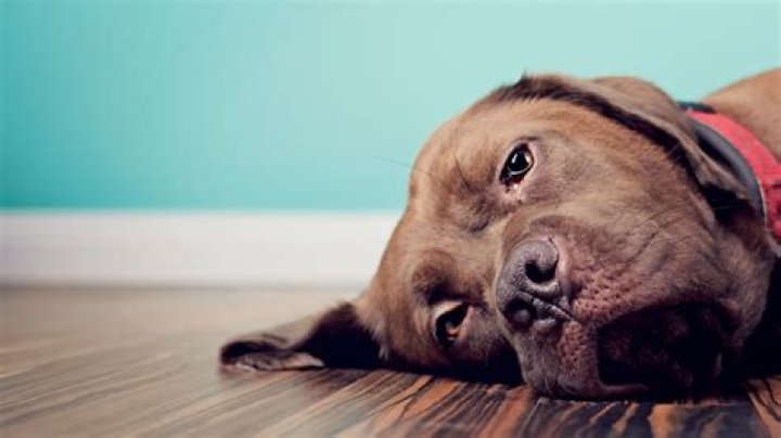 Is a dog's journey sad?